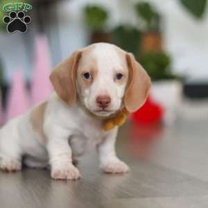Charlie, Dachshund Puppy
